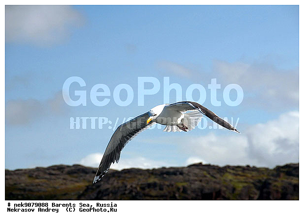 Gull, Larus, Linnaeus, gulls, �����������, ��������������, ��������, ��������, �����, �����, ������� �����, ������� �����, �����, XYZ, ��������, Laridae, ����������� �����, Larus argentatus
