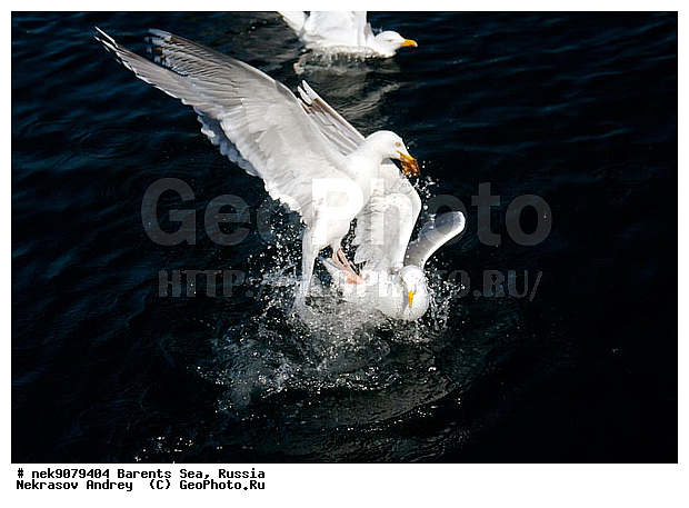 Gull, Larus, Linnaeus, gulls, �����������, ��������������, ��������, ��������, �����, �����, ������� �����, ������� �����, �����, XYZ, ��������, Laridae, ����������� �����, Larus argentatus