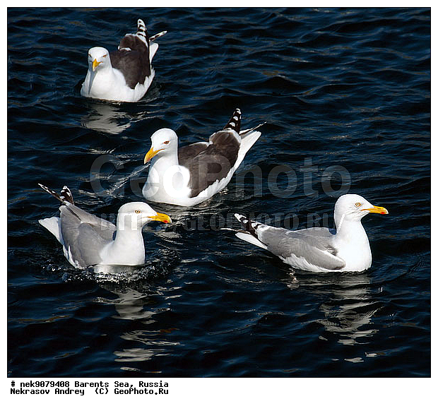 Gull, Larus, Linnaeus, gulls, �����������, ��������������, ��������, ��������, �����, �����, ������� �����, ������� �����, �����, XYZ, ��������, Laridae, ����������� �����, Larus argentatus