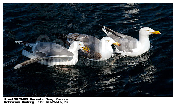 Gull, Larus, Linnaeus, gulls, �����������, ��������������, ��������, ��������, �����, �����, ������� �����, ������� �����, �����, XYZ, ��������, Laridae, ����������� �����, Larus argentatus