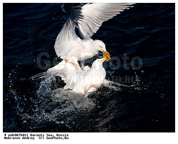 Gull, Larus, Linnaeus, gulls, �����������, ��������������, ��������, ��������, ������, ������, ����, ����, �����, �����, ������� �����, ������� �����, �����, XYZ, ��������, Laridae, ����������� �����, Larus argentatus