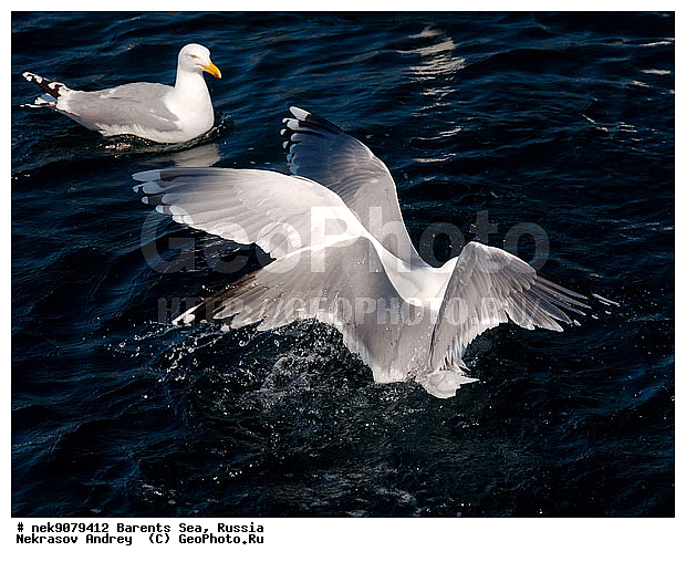 Gull, Larus, Linnaeus, gulls, �����������, ��������������, ��������, ��������, �����, �����, ������� �����, ������� �����, �����, XYZ, ��������, Laridae, ����������� �����, Larus argentatus