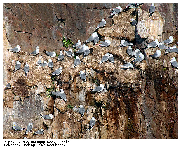 Aves, Gull, Larus, Linnaeus, gulls, �������, �������, �����������, �����������, �����������, �����������, ���������, ��������� ����, ��������, ����������, ����������, ����������, �������� ����������, �������� ������, ������, ���������� �������, ��������, �����������, ��������������, ������, ������� �����, ������������, ���� ��������, ������, ������, ��������, ��������, ������������, ���������, �����������, ����������� ������, �����, ������, ����, ���������, ����������, ���������� ������������, ���������, ����, ������, �����, ����, ������� �����, ������� �����, ������, ������, ������ ������, �������, �����, ��������, ����������, ��������, ��������, �������, ������� �������, �����, �����, ������ �����, ������, ������ ������, �����������, �����, ������, ��������, ��������, ��������, ������, ������, ������, �����, �����, �����, �����, �����, ������� �����, ������� �����, XYZ, ��������, Laridae, ������, Rissa tridactyla