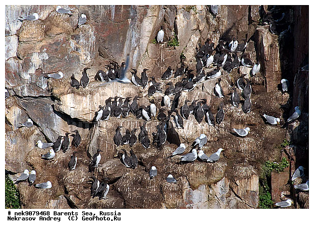 Aves, Brisson, Linnaeus, Uria, Uria aalge, Uria lomvia, �������, �������, �����������, �����������, �����������, �����������, ���������, ��������� ����, ��������, ����������, ����������, ����������, �����, �����, �������� ����������, �������� ������, ������, ���������� �������, ����������, ��������, �����������, ��������������, ������, ������� �����, ������������, ���� ��������, ������, ������, ��������, ������������, ����������, ���������, �����������, ����������� ������, �����, ������, ����, ���������, ����������, ���������� ������������, ���������, ����, ������, �����, ����, ������� �����, ������� �����, ������, ������, ������ ������, �������, �����, ��������, ����������, ��������, ��������, �������, ������� �������, �����, �����, ������ �����, ������, ������ ������, �����������, �����, ������, ��������, ��������, ��������, ������, ������, ������, ������������ �����, ����������� �����, �����, ������� �����, ������� �����, �����, XYZ, ������ �����, �������, ����������, Alcidae, ����������� �����, ������������ �����, Uria aalge, ��������, Laridae, ������, Rissa tridactyla