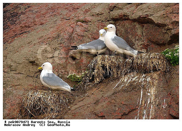 Gull, Larus, Linnaeus, gulls, �����������, ��������������, ��������, ��������, ������, ������, �������, �����, �����, �����, �����, ������� �����, ������� �����, XYZ, ��������, Laridae, ������, Rissa tridactyla