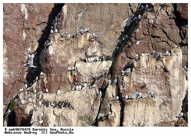 Aves, Brisson, Linnaeus, Uria, Uria aalge, Uria lomvia, �������, �������, �����������, �����������, �����������, �����������, ���������, ��������� ����, ��������, ����������, ����������, ����������, �����, �����, �������� ����������, �������� ������, ������, ���������� �������, ����������, ��������, �����������, ��������������, ������, ������� �����, ������������, ���� ��������, ������, ������, ��������, ������������, ����������, ���������, �����������, ����������� ������, �����, ������, ����, ���������, ����������, ���������� ������������, ���������, ����, ������, �����, ����, ������� �����, ������� �����, ������, ������, ������ ������, �������, �����, ��������, ����������, ��������, ��������, �������, ������� �������, �����, �����, ������ �����, ������, ������ ������, �����������, �����, ������, ��������, ��������, ��������, ������, ������, ������, ������������ �����, ����������� �����, �����, ������� �����, ������� �����, �����, XYZ, ������ �����, �������, ����������, Alcidae, ����������� �����, ������������ �����, Uria aalge, ��������, Laridae, ������, Rissa tridactyla