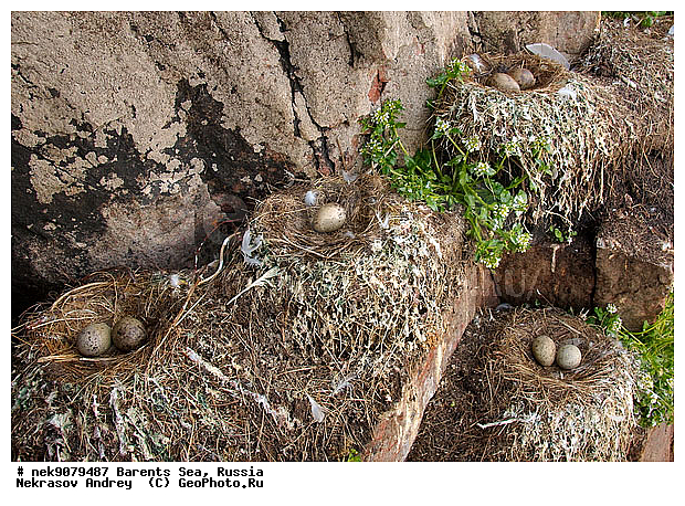 Gull, Larus, Linnaeus, gulls, �����������, ��������������, ��������, ��������, ������, ������, ������, ������, ���������, ����, ������, ����, �����, �����, ����, ����, �����, �����, ������� �����, ������� �����, XYZ, ��������, Laridae, ������, Rissa tridactyla