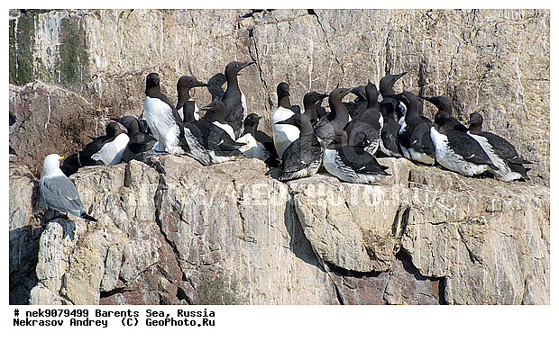 Aves, Brisson, Linnaeus, Uria, Uria aalge, Uria lomvia, �������, �������, �����������, �����������, �����������, �����������, ���������, ��������� ����, ��������, ����������, ����������, ����������, �����, �����, �������� ����������, �������� ������, ������, ���������� �������, ����������, ��������, �����������, ��������������, ������, ������� �����, ������������, ���� ��������, ������, ������, ��������, ������������, ����������, ���������, �����������, ����������� ������, �����, ������, ����, ���������, ����������, ���������� ������������, ���������, ����, ������, �����, ����, ������� �����, ������� �����, ������, ������, ������ ������, �������, �����, ��������, ����������, ��������, ��������, �������, ������� �������, �����, �����, ������ �����, ������, ������ ������, �����������, �����, ������, ��������, ��������, ��������, ������, ������, ������, ������������ �����, ����������� �����, �����, ������� �����, ������� �����, �����, XYZ, ������ �����, �������, ����������, Alcidae, ����������� �����, ������������ �����, Uria aalge