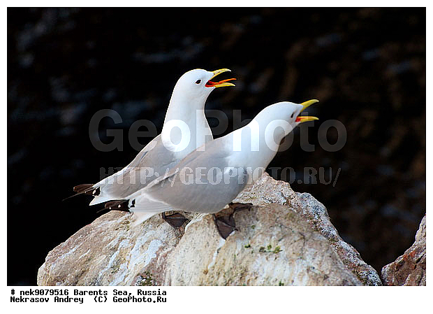 Aves, Gull, Larus, Linnaeus, gulls, �������, �������, �����������, �����������, �����������, �����������, ���������, ��������� ����, ��������, ����������, ����������, ����������, �������� ����������, �������� ������, ������, ���������� �������, ��������, �����������, ��������������, ������, ������� �����, ������������, ���� ��������, ������, ������, ��������, ��������, ������������, ���������, �����������, ����������� ������, �����, ������, ������, ������, ����, ���������, ����, ����������, ���������� ������������, ���������, ����, ������, �����, ����, ������� �����, ������� �����, ������, ������, ������ ������, �������, �����, ����, ��������, ����������, ��������, ��������, �������, ������� �������, �����, �����, ������ �����, ������, ������ ������, �����������, �����, ������, ��������, ��������, ��������, ������, ������, ������, �����, �����, �����, �����, �����, ������� �����, ������� �����, XYZ, ��������, Laridae, ������, Rissa tridactyla