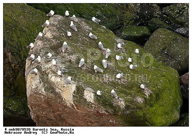 Aves, Gull, Larus, Linnaeus, gulls, �������, �������, �����������, �����������, �����������, �����������, ���������, ��������� ����, ��������, ����������, ����������, ����������, �������� ����������, �������� ������, ������, ���������� �������, ��������, �����������, ��������������, ������, ������� �����, ������������, ���� ��������, ������, ������, ��������, ��������, ������������, ���������, �����������, ����������� ������, �����, ������, ����, ���������, ����������, ���������� ������������, ���������, ����, ������, �����, ����, ������� �����, ������� �����, ������, ������, ������ ������, �������, �����, ��������, ����������, ��������, ��������, �������, ������� �������, �����, �����, ������ �����, ������, ������ ������, �����������, �����, ������, ��������, ��������, ��������, ������, ������, ������, �����, �����, �����, �����, �����, ������� �����, ������� �����, XYZ, ��������, Laridae, ������, Rissa tridactyla