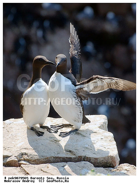 Aves, Brisson, Linnaeus, Uria, Uria aalge, Uria lomvia, �������, �������, �����������, �����������, �����������, �����������, ���������, ��������� ����, ��������, ����������, ����������, ����������, �����, �����, �������� ����������, �������� ������, ������, ���������� �������, ����������, ��������, �����������, ��������������, ������, ������� �����, ������������, ���� ��������, ������, ������, ��������, ������������, ����������, ���������, �����������, ����������� ������, �����, ������, ������, ������, ����, ���������, ����, ����������, ���������� ������������, ���������, ����, ������, �����, ����, ������� �����, ������� �����, ������, ������, ������ ������, �������, �����, ����, ��������, ����������, ��������, ��������, �������, ������� �������, �����, �����, ������ �����, ������, ������ ������, �����������, �����, ������, ��������, ��������, ��������, ������, ������, ������, ������������ �����, ����������� �����, �����, ������� �����, ������� �����, �����, XYZ, ����������, Alcidae, ����������� �����, ������������ �����, Uria aalge