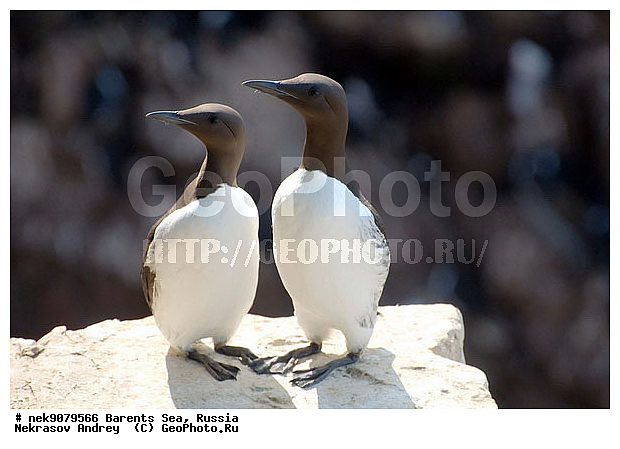 Aves, Brisson, Linnaeus, Uria, Uria aalge, Uria lomvia, �������, �������, �����������, �����������, �����������, �����������, ���������, ��������� ����, ��������, ����������, ����������, ����������, �����, �����, �������� ����������, �������� ������, ������, ���������� �������, ����������, ��������, �����������, ��������������, ������, ������� �����, ������������, ���� ��������, ������, ������, ��������, ������������, ����������, ���������, �����������, ����������� ������, �����, ������, ������, ������, ����, ���������, ����, ����������, ���������� ������������, ���������, ����, ������, �����, ����, ������� �����, ������� �����, ������, ������, ������ ������, �������, �����, ����, ��������, ����������, ��������, ��������, �������, ������� �������, �����, �����, ������ �����, ������, ������ ������, �����������, �����, ������, ��������, ��������, ��������, ������, ������, ������, ������������ �����, ����������� �����, �����, ������� �����, ������� �����, �����, XYZ, ����������, Alcidae, ����������� �����, ������������ �����, Uria aalge