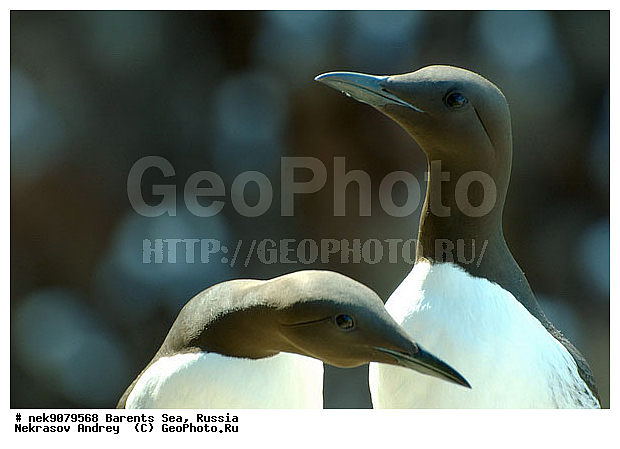 Aves, Brisson, Linnaeus, Uria, Uria aalge, Uria lomvia, �������, �������, �����������, �����������, �����������, �����������, ���������, ��������� ����, ��������, ����������, ����������, ����������, �����, �����, �������� ����������, �������� ������, ������, ���������� �������, ����������, ��������, �����������, ��������������, ������, ������� �����, ������������, ���� ��������, ������, ������, ��������, ������������, ����������, ���������, �����������, ����������� ������, �����, ������, ������, ������, ����, ���������, ����, ����������, ���������� ������������, ���������, ����, ������, �����, ����, ������� �����, ������� �����, ������, ������, ������ ������, �������, �����, ����, ��������, ����������, ��������, ��������, �������, ������� �������, �����, �����, ������ �����, ������, ������ ������, �����������, �����, ������, ��������, ��������, ��������, ������, ������, ������, ������������ �����, ����������� �����, �����, ������� �����, ������� �����, �����, XYZ, ����������, Alcidae, ����������� �����, ������������ �����, Uria aalge