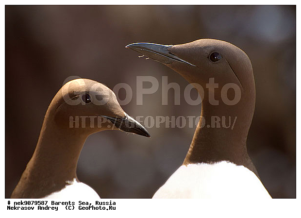 Aves, Brisson, Linnaeus, Uria, Uria aalge, Uria lomvia, �������, �������, �����������, �����������, �����������, �����������, ���������, ��������� ����, ��������, ����������, ����������, ����������, �����, �����, �������� ����������, �������� ������, ������, ���������� �������, ����������, ��������, �����������, ��������������, ������, ������� �����, ������������, ���� ��������, ������, ������, ��������, ������������, ����������, ���������, �����������, ����������� ������, �����, ������, ������, ������, ����, ���������, ����, ����������, ���������� ������������, ���������, ����, ������, �����, ����, ������� �����, ������� �����, ������, ������, ������ ������, �������, �����, ����, ��������, ����������, ��������, ��������, �������, ������� �������, �����, �����, ������ �����, ������, ������ ������, �����������, �����, ������, ��������, ��������, ��������, ������, ������, ������, ������������ �����, ����������� �����, �����, ������� �����, ������� �����, �����, XYZ, ����������, Alcidae, ����������� �����, ������������ �����, Uria aalge