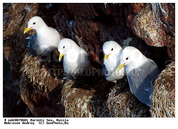 Aves, Gull, Larus, Linnaeus, gulls, �������, �������, �����������, �����������, �����������, �����������, ���������, ��������� ����, ��������, ����������, ����������, ����������, �������� ����������, �������� ������, ������, ���������� �������, ��������, �����������, ��������������, ������, ������� �����, ������������, ���� ��������, ������, ������, ��������, ��������, ������������, ���������, �����������, ����������� ������, �����, ������, ����, ���������, ����������, ���������� ������������, ���������, ����, ������, �����, ����, ������� �����, ������� �����, ������, ������, ������ ������, �������, �����, ��������, ����������, ��������, ��������, �������, ������� �������, �����, �����, ������ �����, ������, ������ ������, �����������, �����, ������, ��������, ��������, ��������, ������, ������, ������, �����, �����, �����, �����, �����, ������� �����, ������� �����, XYZ, ��������, Laridae, ������, Rissa tridactyla