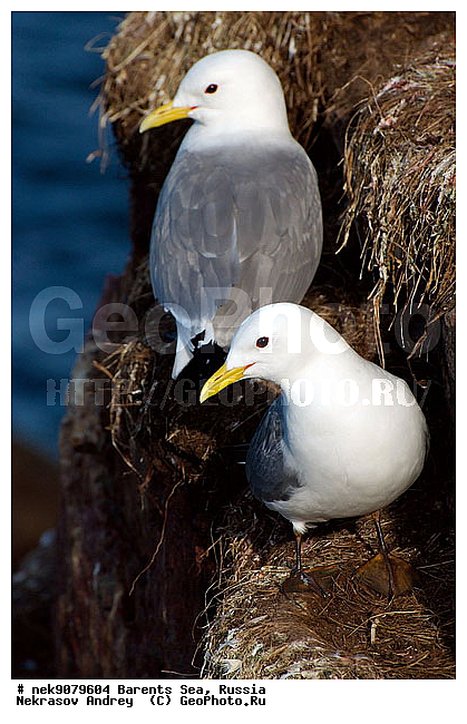 Aves, Gull, Larus, Linnaeus, gulls, �������, �������, �����������, �����������, �����������, �����������, ���������, ��������� ����, ��������, ����������, ����������, ����������, �������� ����������, �������� ������, ������, ���������� �������, ��������, �����������, ��������������, ������, ������� �����, ������������, ���� ��������, ������, ������, ��������, ��������, ������������, ���������, �����������, ����������� ������, �����, ������, ������, ������, ����, ���������, ����, ����������, ���������� ������������, ���������, ����, ������, �����, ����, ������� �����, ������� �����, ������, ������, ������ ������, �������, �����, ����, ��������, ����������, ��������, ��������, �������, ������� �������, �����, �����, ������ �����, ������, ������ ������, �����������, �����, ������, ��������, ��������, ��������, ������, ������, ������, �����, �����, �����, �����, �����, ������� �����, ������� �����, XYZ, ��������, Laridae, ������, Rissa tridactyla