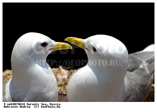 Gull, Larus, Linnaeus, gulls, �����������, ��������������, ��������, ��������, ������, ������, ����, ����, �����, �����, �����, �����, ������� �����, ������� �����, XYZ, ��������, Laridae, ������, Rissa tridactyla