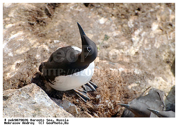 Aves, Brisson, Linnaeus, Uria, Uria aalge, Uria lomvia, �������, �������, �����������, �����������, �����������, �����������, ���������, ��������� ����, ��������, ����������, ����������, ����������, �����, �����, �������� ����������, �������� ������, ������, ���������� �������, ����������, ��������, �����������, ��������������, ������, ������� �����, ������������, ���� ��������, ������, ������, ��������, ������������, ����������, ���������, �����������, ����������� ������, �����, ������, ����, ���������, ����������, ���������� ������������, ���������, ����, ������, �����, ����, ������� �����, ������� �����, ������, ������, ������ ������, �������, �����, ��������, ����������, ��������, ��������, �������, ������� �������, �����, �����, ������ �����, ������, ������ ������, �����������, �����, ������, ��������, ��������, ��������, ������, ������, ������, ������������ �����, ����������� �����, �����, ������� �����, ������� �����, �����, XYZ, ����������, Alcidae, ����������� �����, ������������ �����, Uria aalge, �������