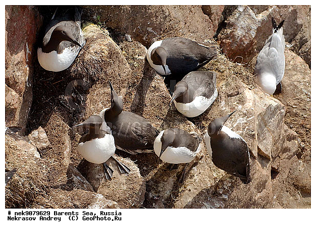 Aves, Brisson, Linnaeus, Uria, Uria aalge, Uria lomvia, �������, �������, �����������, �����������, �����������, �����������, ���������, ��������� ����, ��������, ����������, ����������, ����������, �����, �����, �������� ����������, �������� ������, ������, ���������� �������, ����������, ��������, �����������, ��������������, ������, ������� �����, ������������, ���� ��������, ������, ������, ��������, ������������, ����������, ���������, �����������, ����������� ������, �����, ������, ����, ���������, ����������, ���������� ������������, ���������, ����, ������, �����, ����, ������� �����, ������� �����, ������, ������, ������ ������, �������, �����, ��������, ����������, ��������, ��������, �������, ������� �������, �����, �����, ������ �����, ������, ������ ������, �����������, �����, ������, ��������, ��������, ��������, ������, ������, ������, ������������ �����, ����������� �����, �����, ������� �����, ������� �����, �����, XYZ, ����������, Alcidae, ����������� �����, ������������ �����, Uria aalge