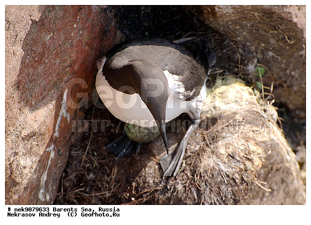Aves, Brisson, Linnaeus, Uria, Uria aalge, Uria lomvia, �������, �������, �����������, �����������, �����������, �����������, ���������, ��������� ����, ��������, ����������, ����������, ����������, �����, �����, �������� ����������, �������� ������, ������, ���������� �������, ����������, ��������, �����������, ��������������, ������, ������� �����, ������������, ���� ��������, ������, ������, ��������, ������������, ����������, ���������, �����������, ����������� ������, �����, ������, ����, ���������, ������, ������, ���������, ����������, ���������� ������������, ���������, ������, ����, ������, �����, ����, ������� �����, ������� �����, ������, ������, ������ ������, �������, �����, ��������, ����������, ��������, ��������, �������, ������� �������, �����, �����, ������ �����, ������, ������ ������, �����������, �����, ������, ��������, ��������, ��������, ������, ������, ������, ������������ �����, ����������� �����, �����, ����, ����, ������� �����, ������� �����, �����, XYZ, ����������, Alcidae, ����������� �����, ������������ �����, Uria aalge