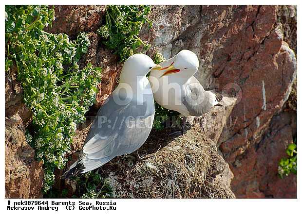Aves, Gull, Larus, Linnaeus, gulls, �������, �������, �����������, �����������, �����������, �����������, ���������, ��������� ����, ��������, ����������, ����������, ����������, �������� ����������, �������� ������, ������, ���������� �������, ��������, �����������, ��������������, ������, ������� �����, ������������, ���� ��������, ������, ������, ��������, ��������, ������������, ���������, �����������, ����������� ������, �����, ������, ������, ������, ����, ���������, ����, ����������, ���������� ������������, ���������, ����, ������, �����, ����, ������� �����, ������� �����, ������, ������, ������ ������, �������, �����, ����, ��������, ����������, ��������, ��������, �������, ������� �������, �����, �����, ������ �����, ������, ������ ������, �����������, �����, ������, ��������, ��������, ��������, ������, ������, ������, �����, �����, �����, �����, �����, ������� �����, ������� �����, XYZ, ��������, Laridae, ������, Rissa tridactyla