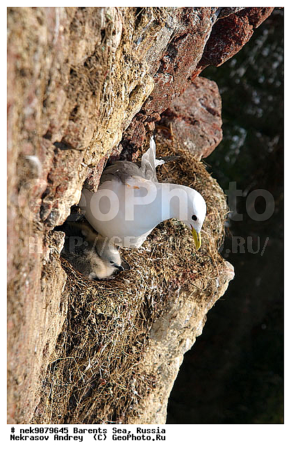 Aves, Gull, Larus, Linnaeus, gulls, �������, �������, �����������, �����������, �����������, �����������, ���������, ��������� ����, ��������, ����������, ����������, ����������, �������� ����������, �������� ������, ������, ���������� �������, ��������, �����������, ��������������, ������, ������� �����, ������������, ���� ��������, ������, ������, ��������, ��������, ������������, ���������, �����������, ����������� ������, �����, ������, ����, ���������, ����������, ���������� ������������, ���������, ����, ������, �����, ����, ������� �����, ������� �����, ������, ������, ������ ������, �������, �����, ��������, ����������, ��������, ��������, �������, ������� �������, �����, �����, ������ �����, ������, ������ ������, �����������, �����, ������, ��������, ��������, ��������, ������, ������, ������, �����, �����, �����, �����, �����, ������� �����, ������� �����, XYZ, ��������, Laridae, ������, Rissa tridactyla