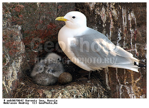 Aves, Gull, Larus, Linnaeus, gulls, �������, �������, �����������, �����������, �����������, �����������, ���������, ��������� ����, ��������, ����������, ����������, ����������, �������� ����������, �������� ������, ������, ���������� �������, ��������, �����������, ��������������, ������, ������� �����, ������������, ���� ��������, ������, ������, ��������, ��������, ������������, ���������, �����������, ����������� ������, �����, ������, ����, ���������, ������, ������, ���������, ����������, ���������� ������������, ���������, ������, ����, ������, �����, ����, ������� �����, ������� �����, ������, ������, ������ ������, �������, �����, ��������, ����������, ��������, ��������, �������, ������� �������, ������, ������, �����, �����, ������ �����, ������, ������ ������, �����������, �����, ������, ��������, ��������, ��������, ������, ������, ������, �����, �����, �����, ����, ����, �����, �����, ������� �����, ������� �����, XYZ, ��������, Laridae, ������, Rissa tridactyla