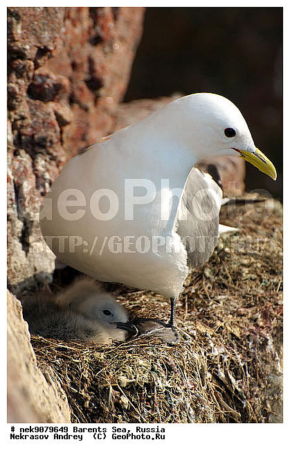 Aves, Gull, Larus, Linnaeus, gulls, �������, �������, �����������, �����������, �����������, �����������, ���������, ��������� ����, ��������, ����������, ����������, ����������, �������� ����������, �������� ������, ������, ���������� �������, ��������, �����������, ��������������, ������, ������� �����, ������������, ���� ��������, ������, ������, ��������, ��������, ������������, ���������, �����������, ����������� ������, �����, ������, ����, ���������, ����������, ���������� ������������, ���������, ����, ������, �����, ����, ������� �����, ������� �����, ������, ������, ������ ������, �������, �����, ��������, ����������, ��������, ��������, �������, ������� �������, ������, ������, �����, �����, ������ �����, ������, ������ ������, �����������, �����, ������, ��������, ��������, ��������, ������, ������, ������, �����, �����, �����, �����, �����, ������� �����, ������� �����, XYZ, ��������, Laridae, ������, Rissa tridactyla