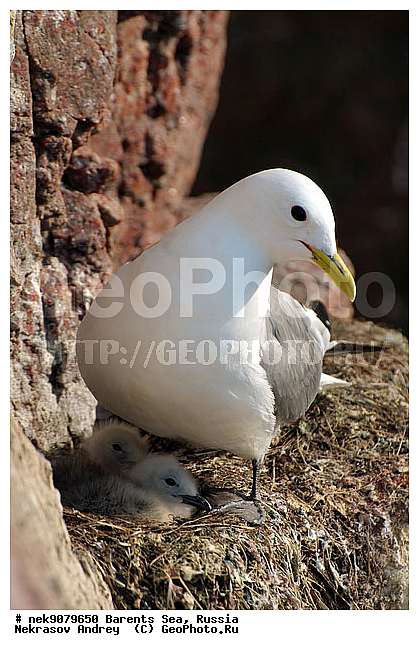 Aves, Gull, Larus, Linnaeus, gulls, �������, �������, �����������, �����������, �����������, �����������, ���������, ��������� ����, ��������, ����������, ����������, ����������, �������� ����������, �������� ������, ������, ���������� �������, ��������, �����������, ��������������, ������, ������� �����, ������������, ���� ��������, ������, ������, ��������, ��������, ������������, ���������, �����������, ����������� ������, �����, ������, ����, ���������, ����������, ���������� ������������, ���������, ����, ������, �����, ����, ������� �����, ������� �����, ������, ������, ������ ������, �������, �����, ��������, ����������, ��������, ��������, �������, ������� �������, ������, ������, �����, �����, ������ �����, ������, ������ ������, �����������, �����, ������, ��������, ��������, ��������, ������, ������, ������, �����, �����, �����, �����, �����, ������� �����, ������� �����, XYZ, ��������, Laridae, ������, Rissa tridactyla