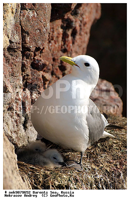 Aves, Gull, Larus, Linnaeus, gulls, �������, �������, �����������, �����������, �����������, �����������, ���������, ��������� ����, ��������, ����������, ����������, ����������, �������� ����������, �������� ������, ������, ���������� �������, ��������, �����������, ��������������, ������, ������� �����, ������������, ���� ��������, ������, ������, ��������, ��������, ������������, ���������, �����������, ����������� ������, �����, ������, ����, ���������, ����������, ���������� ������������, ���������, ����, ������, �����, ����, ������� �����, ������� �����, ������, ������, ������ ������, �������, �����, ��������, ����������, ��������, ��������, �������, ������� �������, ������, ������, �����, �����, ������ �����, ������, ������ ������, �����������, �����, ������, ��������, ��������, ��������, ������, ������, ������, �����, �����, �����, �����, �����, ������� �����, ������� �����, XYZ, ��������, Laridae, ������, Rissa tridactyla