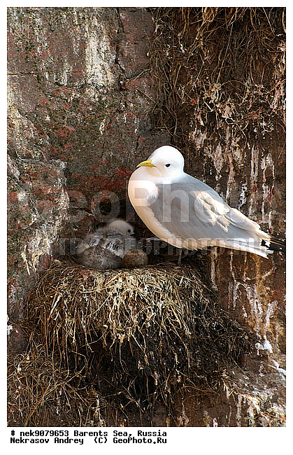 Aves, Gull, Larus, Linnaeus, gulls, �������, �������, �����������, �����������, �����������, �����������, ���������, ��������� ����, ��������, ����������, ����������, ����������, �������� ����������, �������� ������, ������, ���������� �������, ��������, �����������, ��������������, ������, ������� �����, ������������, ���� ��������, ������, ������, ��������, ��������, ������������, ���������, �����������, ����������� ������, �����, ������, ����, ���������, ����������, ���������� ������������, ���������, ����, ������, �����, ����, ������� �����, ������� �����, ������, ������, ������ ������, �������, �����, ��������, ����������, ��������, ��������, �������, ������� �������, ������, ������, �����, �����, ������ �����, ������, ������ ������, �����������, �����, ������, ��������, ��������, ��������, ������, ������, ������, �����, �����, �����, �����, �����, ������� �����, ������� �����, XYZ, ��������, Laridae, ������, Rissa tridactyla