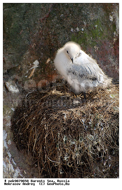 Aves, Gull, Larus, Linnaeus, gulls, �������, �������, �����������, �����������, �����������, �����������, ���������, ��������� ����, ��������, ����������, ����������, ����������, �������� ����������, �������� ������, ������, ���������� �������, ��������, �����������, ��������������, ������, ������� �����, ������������, ���� ��������, ������, ������, ��������, ��������, ������������, ���������, �����������, ����������� ������, �����, ������, ����, ���������, ����������, ���������� ������������, ���������, ����, ������, �����, ����, ������� �����, ������� �����, ������, ������, ������ ������, �������, �����, ��������, ����������, ��������, ��������, �������, ������� �������, ������, ������, �����, �����, ������ �����, ������, ������ ������, �����������, �����, ������, ��������, ��������, ��������, ������, ������, ������, �����, �����, �����, �����, �����, ������� �����, ������� �����, XYZ, ��������, Laridae, ������, Rissa tridactyla