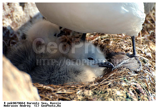 Aves, Gull, Larus, Linnaeus, gulls, �������, �������, �����������, �����������, �����������, �����������, ���������, ��������� ����, ��������, ����������, ����������, ����������, �������� ����������, �������� ������, ������, ���������� �������, ��������, �����������, ��������������, ������, ������� �����, ������������, ���� ��������, ������, ������, ��������, ��������, ������������, ���������, �����������, ����������� ������, �����, ������, ������, ������, ����, ���������, ����, ����������, ���������� ������������, ���������, ����, ������, �����, ����, ������� �����, ������� �����, ������, ������, ������ ������, �������, �����, ����, ��������, ����������, ��������, ��������, �������, ������� �������, ������, ������, �����, �����, ������ �����, ������, ������ ������, �����������, �����, ������, ��������, ��������, ��������, ������, ������, ������, �����, �����, �����, �����, �����, ������� �����, ������� �����, XYZ, ��������, Laridae, ������, Rissa tridactyla