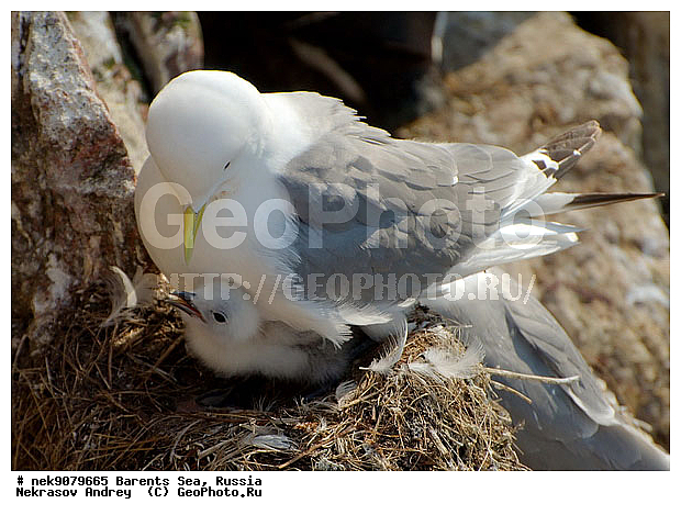 Aves, Gull, Larus, Linnaeus, gulls, �������, �������, �����������, �����������, �����������, �����������, ���������, ��������� ����, ��������, ����������, ����������, ����������, �������� ����������, �������� ������, ������, ���������� �������, ��������, �����������, ��������������, ������, ������� �����, ������������, ���� ��������, ������, ������, ��������, ��������, ������������, ���������, �����������, ����������� ������, �����, ������, ����, ���������, ����������, ���������� ������������, ���������, ����, ������, �����, ����, ������� �����, ������� �����, ������, ������, ������ ������, �������, �����, ��������, ����������, ��������, ��������, �������, ������� �������, ������, ������, �����, �����, ������ �����, ������, ������ ������, �����������, �����, ������, ��������, ��������, ��������, ������, ������, ������, �����, �����, �����, �����, �����, ������� �����, ������� �����, XYZ, ��������, Laridae, ������, Rissa tridactyla