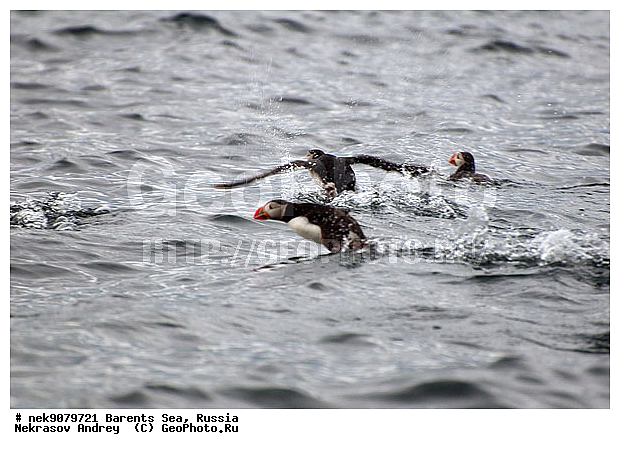 Aves, Fratercula, Fratercula arctica, Fraterculini, Linnaeus, �������, �������, �����������, �����������, �����������, �����������, ������������� �����, ���������, ��������� ����, ��������, ����������, ����������, ����������, �������� ����������, �������� �����, ������, ���������� �������, ��������, �����������, �����, ��������������, ������, ������� �����, ������������, ���� ��������, �����, ������, ������, ��������, ������, �������, ����������, ���������, �����������, ����������� ������, ����, ���������, ����������, ���������� ������������, ���������, ����, ������, �����, ������� �����, ������� �����, ������, ������, ������ ������, �������, ��������, ����������, ��������, ��������, �������, ������� �������, �����, �����, ������, �����������, �����, ������, ��������, ��������, ��������, ������, �����, ��������, ��������, �����, �����, ��������, �����������,������� �����, ������� �����, �����, XYZ, ����������, Alcidae, �����, ������������� �����, Fratercula arctica