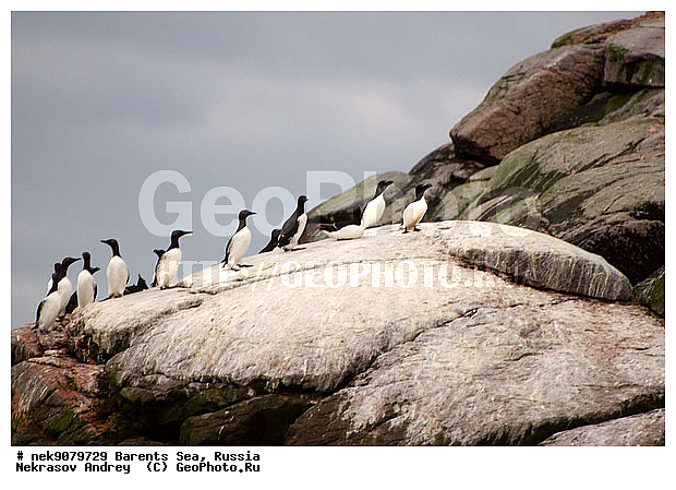 Aves, Brisson, Linnaeus, Uria, Uria aalge, Uria lomvia, �������, �������, �����������, �����������, �����������, �����������, ���������, ��������� ����, ��������, ����������, ����������, ����������, �����, �����, �������� ����������, �������� ������, ������, ���������� �������, ����������, ��������, �����������, ��������������, ������, ������� �����, ������������, ���� ��������, ������, ������, ��������, ������������, ����������, ���������, �����������, ����������� ������, �����, ������, ����, ���������, ����������, ���������� ������������, ���������, ����, ������, �����, ����, ������� �����, ������� �����, ������, ������, ������ ������, �������, �����, ��������, ����������, ��������, ��������, �������, ������� �������, �����, �����, ������ �����, ������, ������ ������, �����������, �����, ������, ��������, ��������, ��������, ������, ������, ������, ������������ �����, ����������� �����, �����, ������� �����, ������� �����, �����, XYZ, ����������, Alcidae, ����������� �����, ������������ �����, Uria aalge