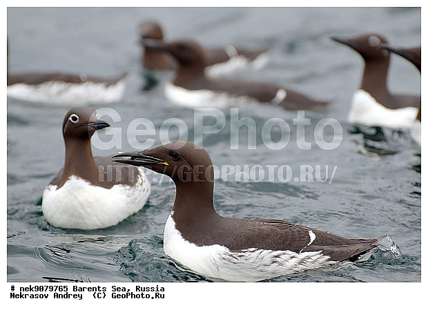 Brisson, Uria, Uria aalge, Uria lomvia, �����, �����, ����������, �����������, ��������������, ��������, ����������, ������������ �����, ����������� �����, ������� �����, ������� �����, �����, XYZ, ����������, Alcidae, ����������� �����, ������������ �����, Uria aalge, �������