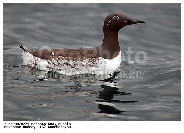 Brisson, Uria, Uria aalge, Uria lomvia, �����, �����, ����������, �����������, ��������������, ��������, ����������, ������������ �����, ����������� �����, ������� �����, ������� �����, �����, XYZ, ����������, Alcidae, ����������� �����, ������������ �����, Uria aalge, �������