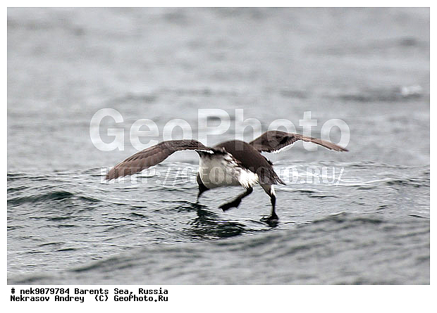 Brisson, Uria, Uria aalge, Uria lomvia, �����, �����, ����������, �����������, ��������������, ��������, ����������, ������������ �����, ����������� �����, ������� �����, ������� �����, �����, XYZ, ������ �����, �������, ����������, Alcidae, ����������� �����, ������������ �����, Uria aalge, ������������ �����, ������������� �����, Uria lomvia, ������� �����, ������� �����, �����, XYZ, ������ �����, �������, ����������, Alcidae, ����������� �����, ������������ �����, Uria aalge, ������������ �����, ������������� �����, Uria lomvia