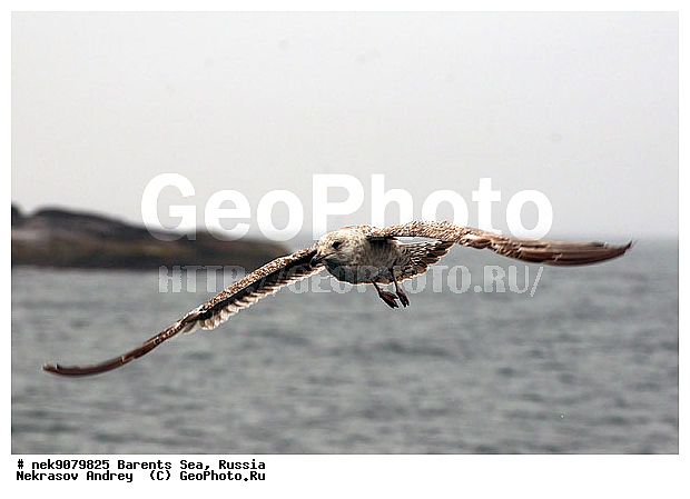 Gull, Larus, Linnaeus, gulls, �����������, ��������������, ��������, ��������, �����, �����, ������� �����, ������� �����, �����, XYZ, ��������, Laridae, ����������� �����, Larus argentatus