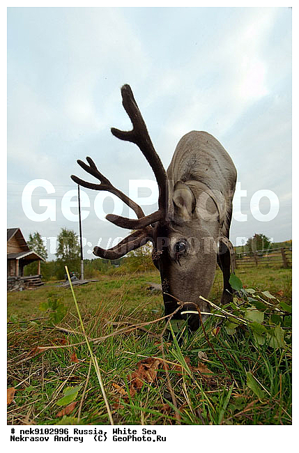 ����� ����, ������, �������, �����, �������, �����, �������� �����, ����, ��������, ��������, �������������, �������������, �����, �����, XYZ, ��������, ������, Cervidae, �������� �����, ������, Rangifer tarandus