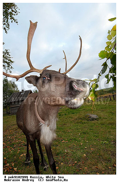 ����� ����, ������, �������, �����, �������, �����, �������� �����, ����, ��������, ��������, �������������, �������������, �����, �����, XYZ, ��������, ������, Cervidae, �������� �����, ������, Rangifer tarandus