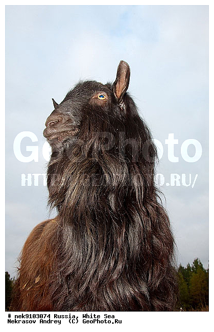 ����� ����, ������, �������, ����, �����, �������, ����, �������������, �����, �����, XYZ, ���������, Bovidae, ���� ��������, Capra aegagrus hircus, �������������, �����, �����, XYZ, ���������, Bovidae, ���� ��������, Capra aegagrus hircus