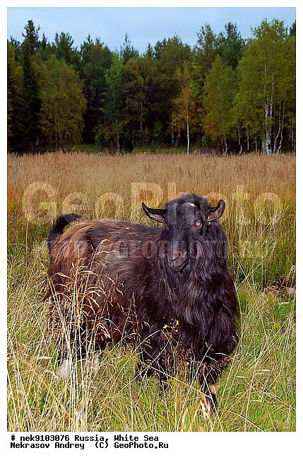 ����� ����, ������, �������, ����, �����, �������, ����, �������������, �����, �����, XYZ, ���������, Bovidae, ���� ��������, Capra aegagrus hircus, �������������, �����, �����, XYZ, ���������, Bovidae, ���� ��������, Capra aegagrus hircus