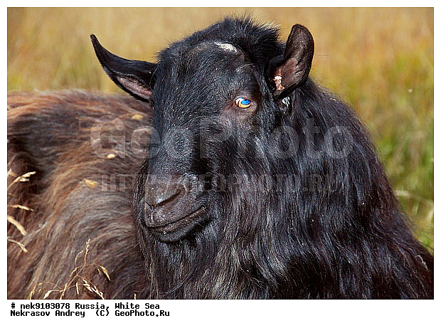 ����� ����, ������, �������, ����, �����, �������, ����, �������������, �����, �����, XYZ, ���������, Bovidae, ���� ��������, Capra aegagrus hircus, �������������, �����, �����, XYZ, ���������, Bovidae, ���� ��������, Capra aegagrus hircus