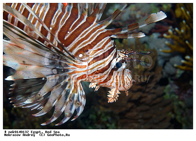 Pterois Volitans, �����, ������, ������, ����� ����, ������� ����-���, ������� ����, ��������, ��������� ���, �����������, ������, ����, ������, ������ �����, ������, ������, �����, �������������, ������, �������, ����� �������, ��������, ��������, ��������, ����� ����, �����, ����������, ����������, ����������, �������, ��������, ����, �������, ������� �����, ������� ��������, ������� �����, �������, �������, ������, ������, ����, ���������, ��������� ����, �����, ������������, ������������, ���������, ����������, ���������� ��� ����, ���, ���������, ��������� ����������, ���������, ���������, ���������, ��������� ����������, ���������, ��������� �����, �������, �������, �������, �������, ����, ����, ����-���, ��������, ��������, ��������, �������, �����������, �����������, �����������, ����������, ������ ���, ��������, ��������, ����, ����, XYZ, �����������, Scorpaenidae, � ��������-�����, ����-�����, ��������� ��������, ����-���, Pterois volitans