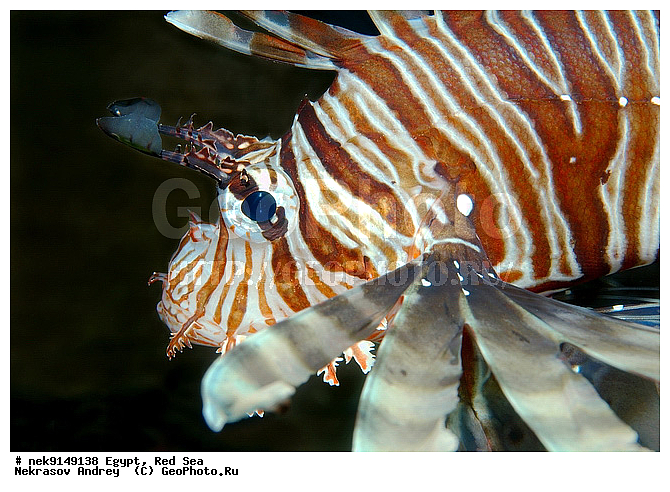 Pterois Volitans, �����, ������, ������, ����� ����, ������� ����-���, ������� ����, ��������, ��������� ���, �����������, ������, ����, ������, ������ �����, ������, ������, �����, �������������, ������, �������, ����� �������, ��������, ��������, ��������, ����� ����, �����, ����������, ����������, ����������, �������, ��������, ����, �������, ������� �����, ������� ��������, ������� �����, �������, �������, ������, ������, ����, ���������, ��������� ����, �����, ������������, ������������, ���������, ����������, ���������� ��� ����, ���, ���������, ��������� ����������, ���������, ���������, ���������, ��������� ����������, ���������, ��������� �����, �������, �������, �������, �������, ����, ����, ����-���, ��������, ��������, ��������, �������, �����������, �����������, �����������, ����������, ������ ���, ��������, ��������, ����, ����, XYZ, �����������, Scorpaenidae, � ��������-�����, ����-�����, ��������� ��������, ����-���, Pterois volitans