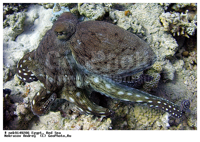 �����, ������, ������, ����� ����, ������� ����, ��������, ��������� ���, ���������, �����������, ������, ����, ������, ������ �����, ������, ������, �����, �������������, ����������� �������, ������, �������, ����� �������, ��������, ��������, ��������, ��������, ����� ����, ����������, ����������, ����������, �������, �����������, �������, ��������, ����, �������, ������� �����, ������� ��������, ������� �����, �������, �������, ��������, ����������, ���������, ��������� ����, �����, ������������, ������������, ���������, ����������, ���������� ��� ����, ���, ���������, ��������� ����������, ���������, ���������, ���������, ��������� ����������, ���������, ��������� �����, �������, �������, �������, �������, ����, ��������, ��������, �������, �����������, �����������, �����������, ����������, ������������, ������������, Cephalopoda, ����������, ���������, �����������, ����������� 