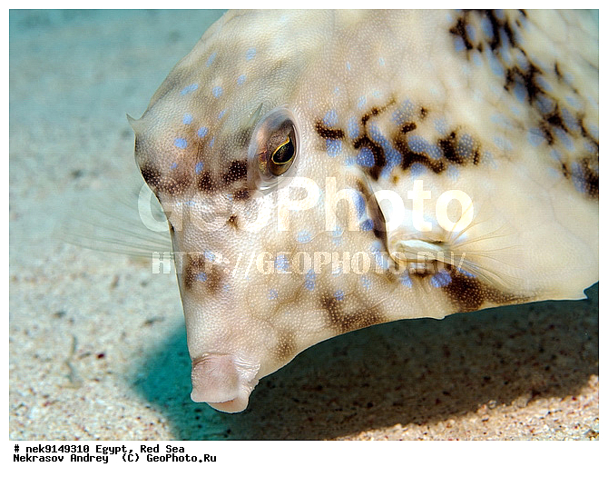 �����, ������, ������, ����� ����, ������� ����, �������, ��������� ���, �����������, ������, �����, ����, ������, ������ �����, ������, ������, �����, ����������������, �������������, ������, �������, ���������, ������������, ����� �������, ��������, ��������, ��������, ����� ����, ����������, ����������, ����������, �������, �����, ����, �������, ������� �����, ������� ��������, ������� �����, �������, �������, ������������, ������������, ���������, ��������� ����, �����, ������������, ������������, ���������, �������, ������, �������, ����������, ���������� ��� ����, ���, ���������, ��������� ����������, ���������, ���������, ���������, ��������� ����������, ���������, ��������� �����, �������, �������, �������, �������, ����, ����, ������, ��������, ��������, �������, �����������, �����������, �����������, ����������, ��������, ��������, ��������, ��������