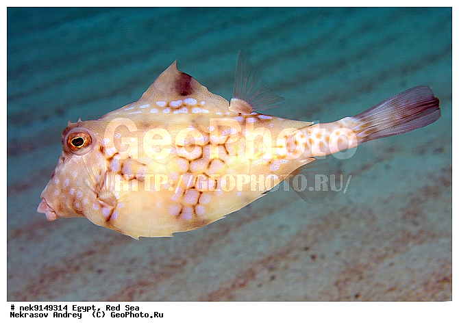 �����, ������, ������, ����� ����, ������� ����, �������, ��������� ���, �����������, ������, �����, ����, ������, ������ �����, ������, ������, �����, ����������������, �������������, ������, �������, ���������, ������������, ����� �������, ��������, ��������, ��������, ����� ����, ����������, ����������, ����������, �������, �����, ����, �������, ������� �����, ������� ��������, ������� �����, �������, �������, ������������, ������������, ���������, ��������� ����, �����, ������������, ������������, ���������, �������, ������, �������, ����������, ���������� ��� ����, ���, ���������, ��������� ����������, ���������, ���������, ���������, ��������� ����������, ���������, ��������� �����, �������, �������, �������, �������, ����, ����, ������, ��������, ��������, �������, �����������, �����������, �����������, ����������, ��������, ��������, ��������, ��������